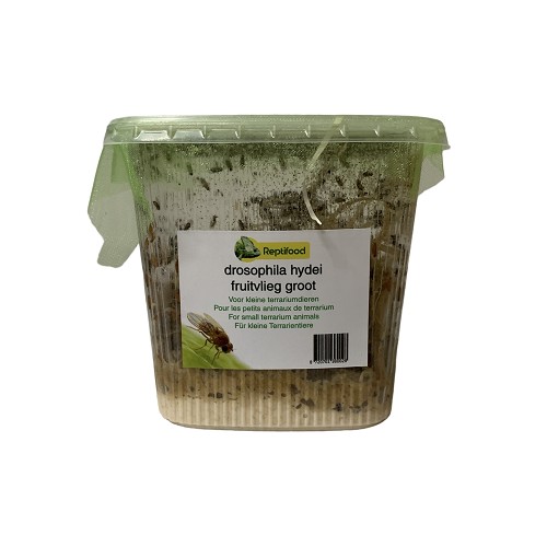 Fruchtfliege groß 7